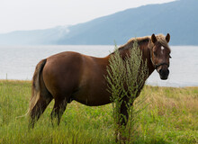 Draft (dray) Horse, Less Often Called A Carthorse, Workhorse. Pasture By A Lake In The Mountains Of Bulgaria.