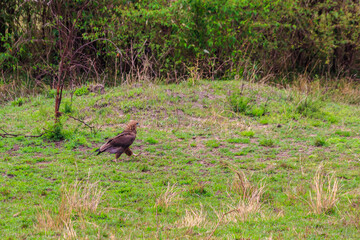 Wall Mural - Tawny eagle (Aquila rapax) walking on meadow in Serengeti national park, Tanzania