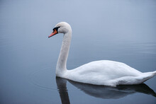 Close-up Of A Wild White Swan Swimming On A Lake. Graceful White Swan Swimming In The Lake, Swans In The Wild, Portrait Of A White Swan Floating On The Water.