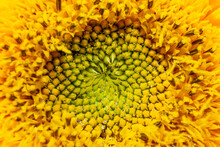 Sunflower Center. Flower Pistils Macro Photography. Sunflower Pestle.