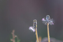 Closeup Shot Of A Falling Dandelion Against A Sunlight Having Blur Background