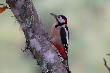 Wall Mural - Beautiful profile portrait of a Great Spotted Woodpecker on a tree branch in the mountains of Leon, Spain, Europe