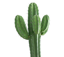 Green Cactus Isolated On Transparent Background PNG