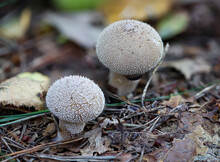 Zwei Bovist, Pilze Auf Dem Waldboden. Nahaufnahme Von Pilzen.