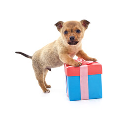 Canvas Print - Brown puppy with gift.