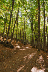 Fototapeta entorno mistico bosque de castaños ground path montañas 