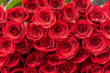 Natural Red Roses Background. Atmosphere Of Celebration, Love And Celebration