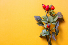Branch With Rose Hips
