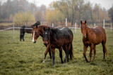 Fototapeta Konie - Beautiful young horses gallop across the green field