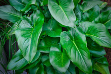 Calla Lily (Zantedeschia Aethiopica) Leaves Of An Intense Green Color.