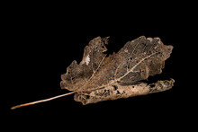 Skeleton Brown Maple Leaf Isolated On A Black Background