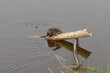 Chincoteague Island, Virginia, USA: A muskrat (Ondatra zibethicus), rests on a branch in a creek in the Chincoteague National Wildlife Refuge.
