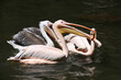 Rosapelikan / Great white pelican / Pelecanus onocrotalus