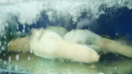 Poster - Closeup of Geoducks in an aquarium