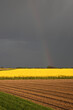 Rapsfeld mit Regenbogen / Rape Field with Rainbow / Brassica napus