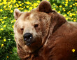 Europäischer Braunbär / European brown bear/ Ursus arctos arctos