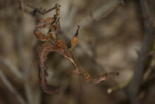 Australische Gespenstschrecke / Macleay's Spectre Or Giant Prickly Stick Insect / Extatosoma Tiaratum