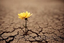 Lonely Flower On Thin Stem Made Its Way Into Dry Cracked Desert