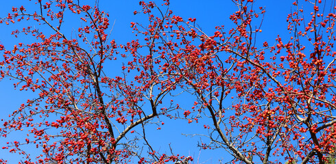 Red crab apples on a tree in fall season 