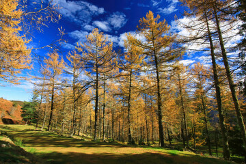 Poster - Paysage automnal, couleurs d'automne