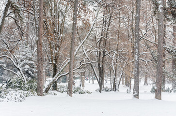 City park covered with snow. City park covered with winter blanket in the month of January.