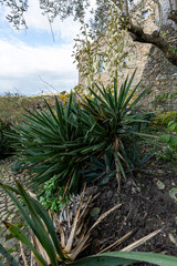 Canvas Print - Yucca en fleurs