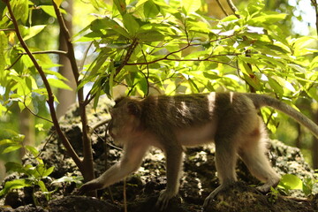 Indonesia Bali Forest Monkey Portraits