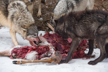 Grey Wolf (Canis Lupus) Snarls At Packmate At White-Tail Deer Carcass Winter
