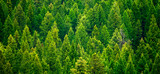 Fototapeta Las - Forest of pine trees in wilderness mountains rugged green growth flush environment