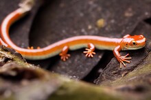 Long Thin Bright Orange Salamander Lizard With Three Pairs Of Paws Basking In Sun