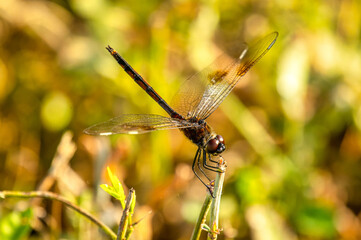 Sticker - Four-spotted Pennant Dragonfly