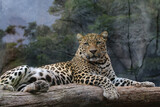 Fototapeta Sypialnia - Leopard (Panthera pardus) auch Panther oder Panter, Raubkatze, Afrika, Südasien
