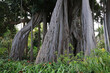 Birkenfeige (Ficus benjamina) Feigenbaum-Wurzeln, Benjamini, Baum, alter Baum, Brettwurzeln, Kanaren, Spanien, Europa