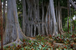 Birkenfeige (Ficus benjamina) Feigenbaum-Wurzeln, Benjamini, Baum, alter Baum, Brettwurzeln, Kanaren, Spanien, Europa