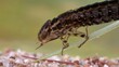 eine libellenlarve unter wasser als ganzes tier, als portrait, beim beute fangen, mehrere unterschiedliche szenen, 50 fps