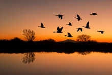 Canadian Geese At Sunset