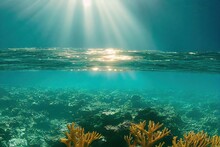 Underwater Marine Life Corals Algae And Seaweed Seascape