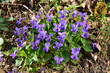 Viola Odorata