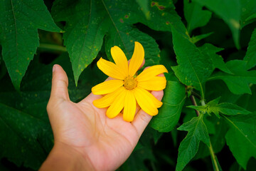 Wall Mural - Hand holding Mexican sunflower (Tithonia diversifolia) with green leaves in the garden