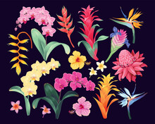 Big Vector Set Of High Detailed Tropical Flowers