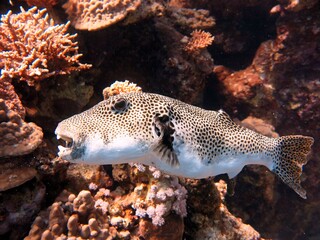 Sticker - Giant puffer fish of red sea Egypt