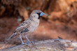 The sociable weaver, is endemic bird to southern Africa. Sossusvlei, Namibia.