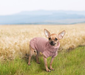 Poster - Adorable young happy dog outdoor