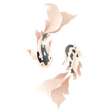 Koi Carp Fishes, Japanese Koi Fish. Vector Illustration On White Background.