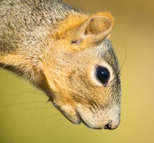 Closeup Of A Squirrel Face From Sideview On Blurred Yellow Background