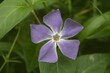 Closeup shot of purple flower in bloom with fresh green leaves