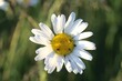 Closeup shot of the bugs on blooming Camomile flower against blur background