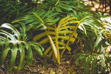 leaf natural art nature wild