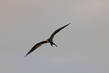 Wall Mural - Magnificent Frigatebird in flight