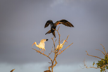 Wall Mural - Magnificant Frigate-bird perched with Ibis